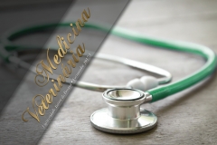 009_Medicina Veterinária BL 01